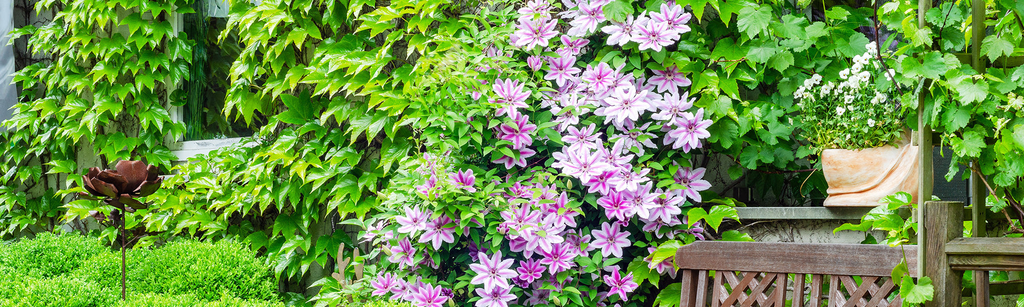 Zomerbloeiende klimplanten