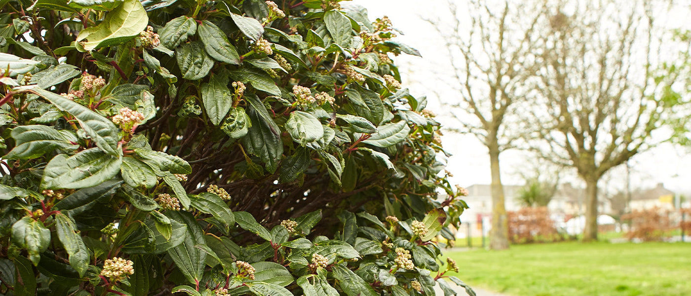 Winterbloeiende heesters