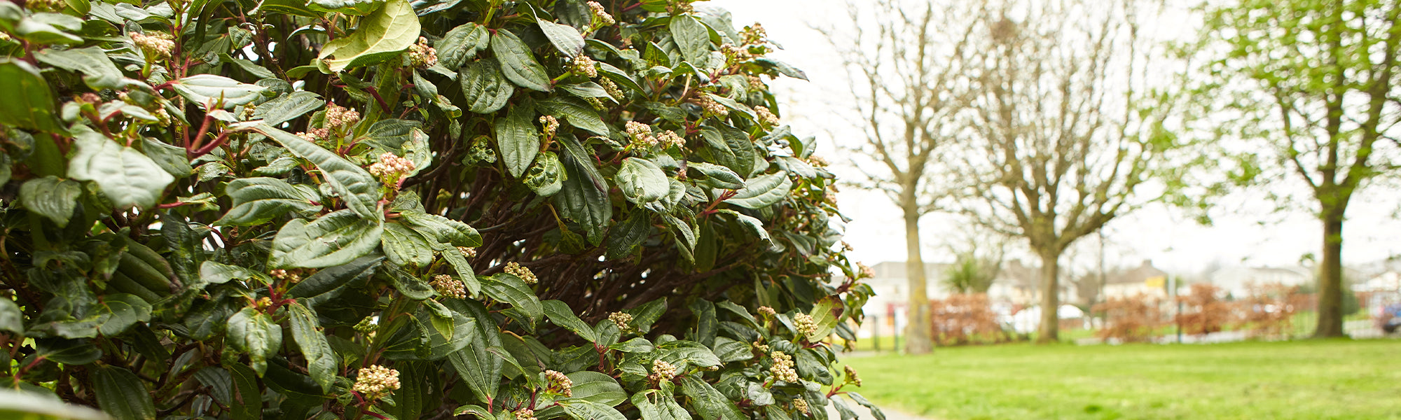 Winterbloeiende heesters