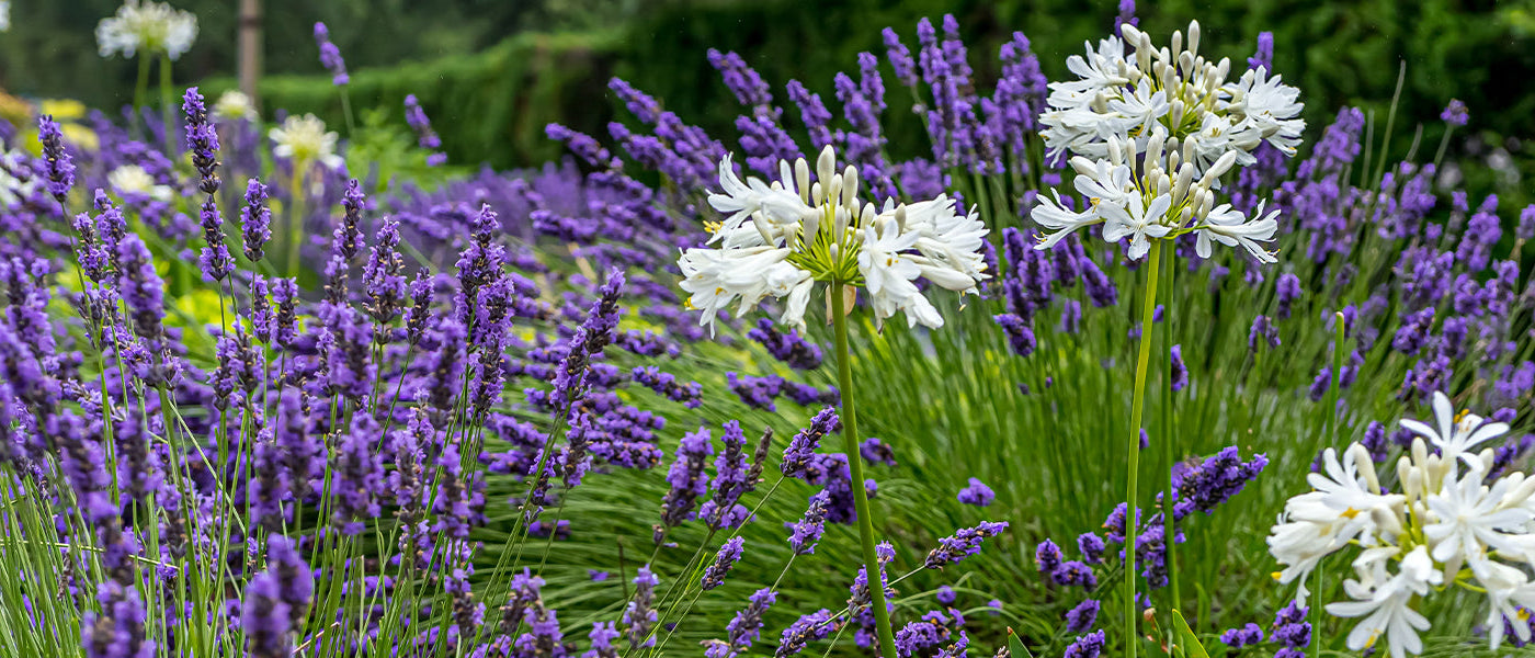 Vaste planten met zomerbloei