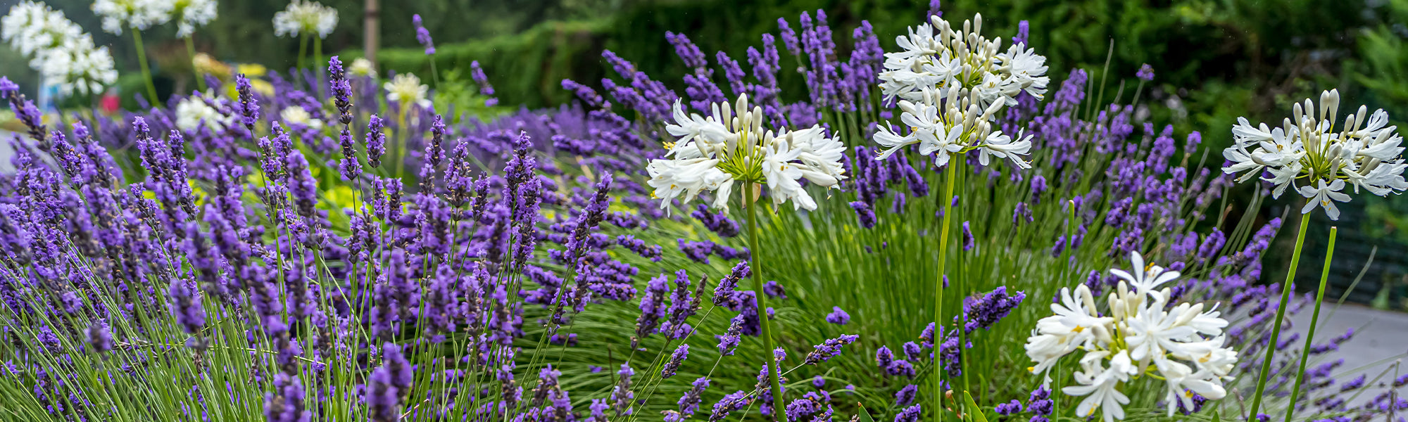 Vaste planten met zomerbloei