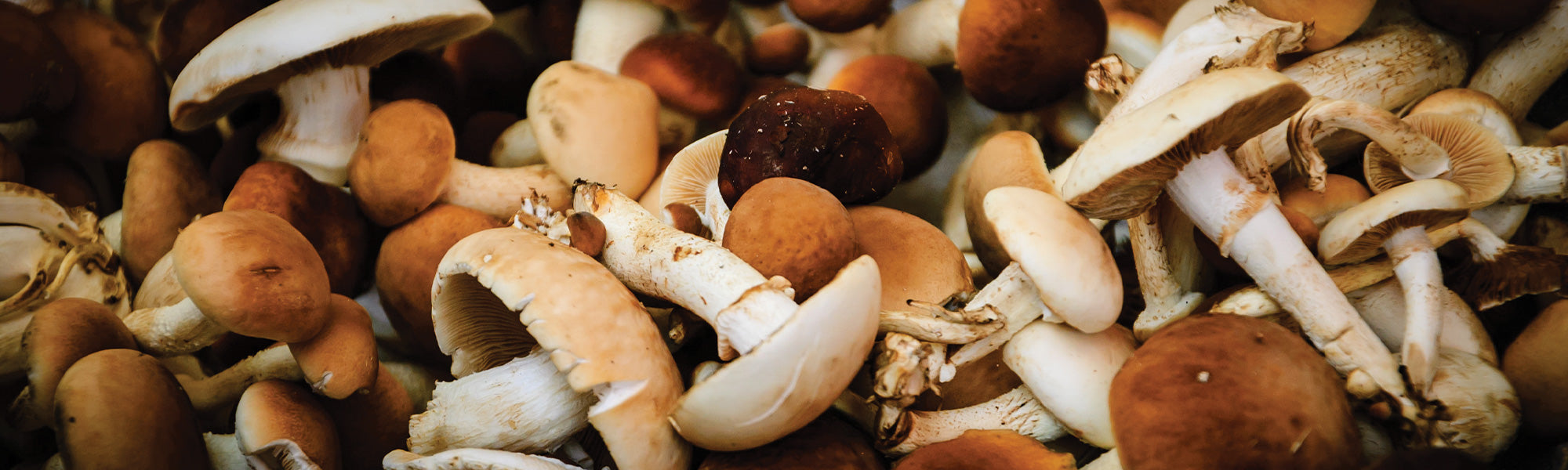 Paddenstoelenpakketten