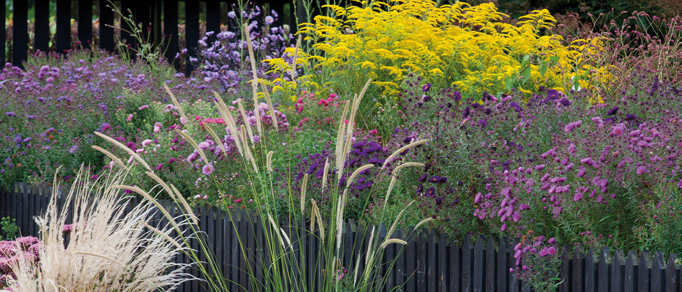 Planten voor borders