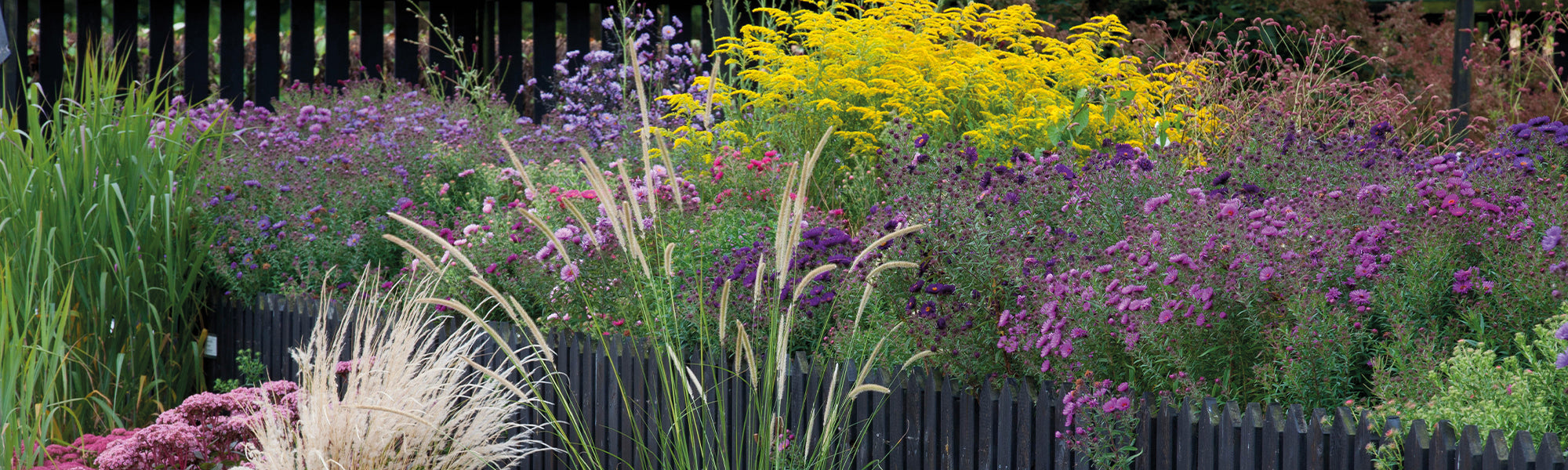 Planten voor borders