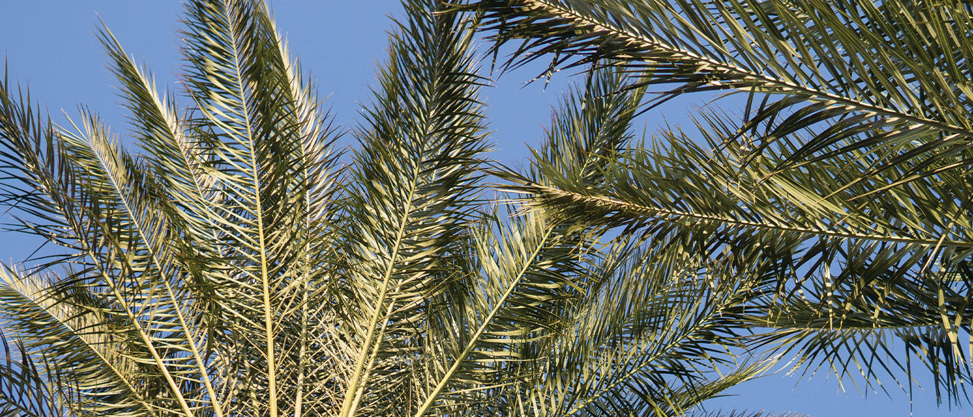 Palmen