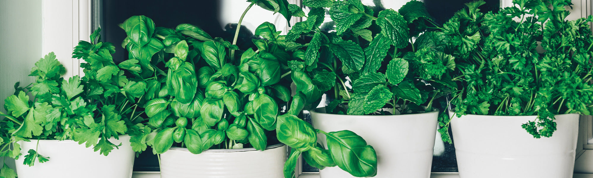 Aromatische Planten