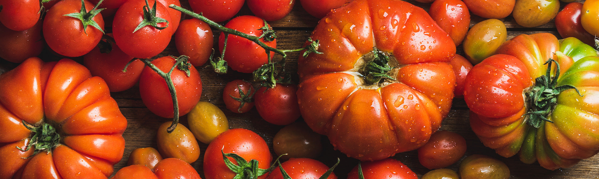 Tomatenplanten