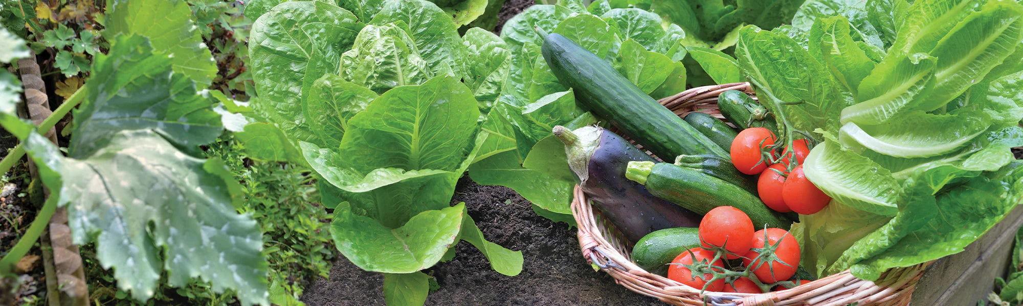 Moestuin