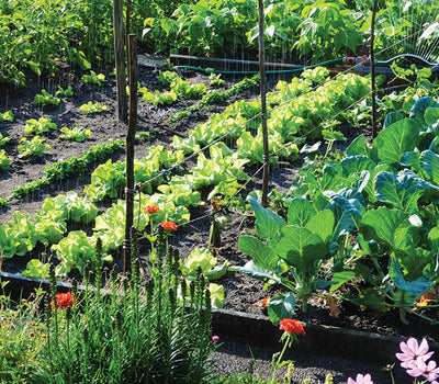 De moestuin