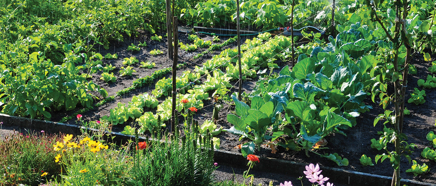 De moestuin