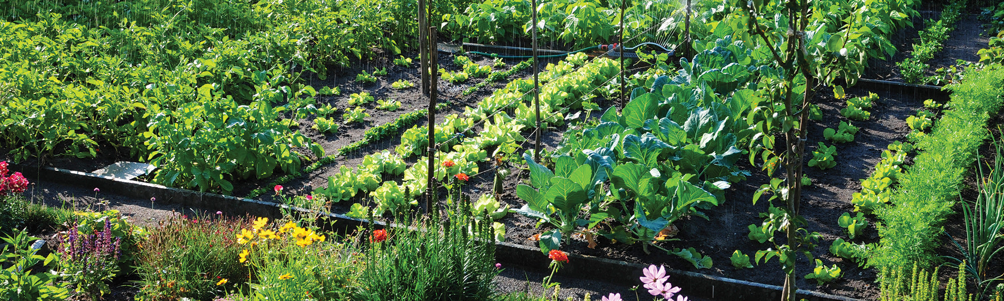 De moestuin