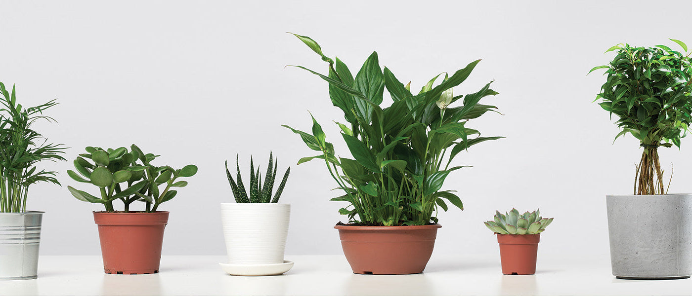 Potten en bakken voor uw planten