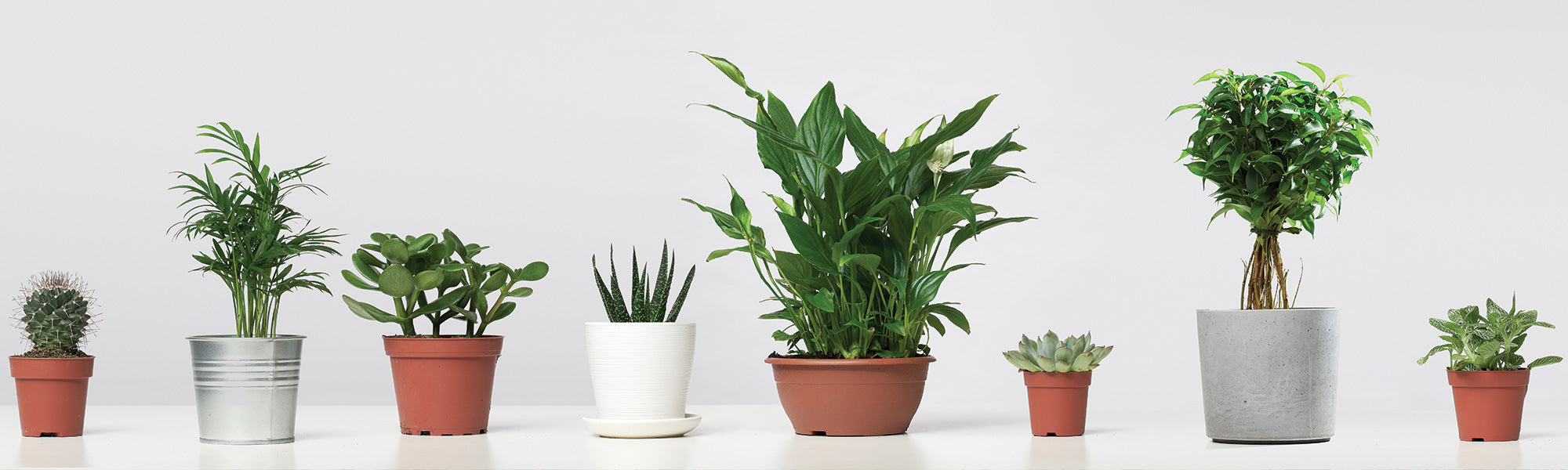 Potten en bakken voor uw planten