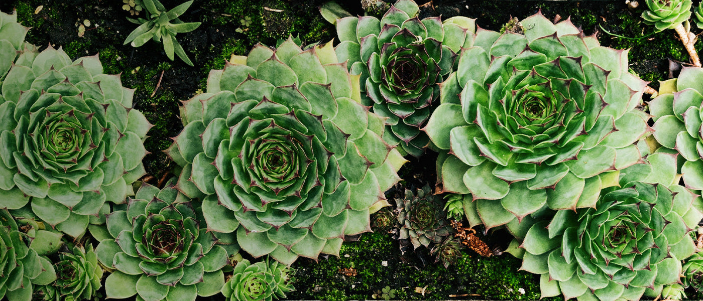 Vetplanten voor Buiten