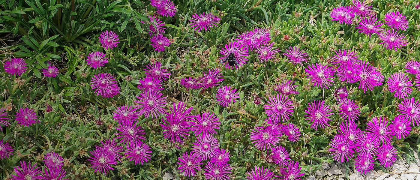 Altijdgroene vaste planten