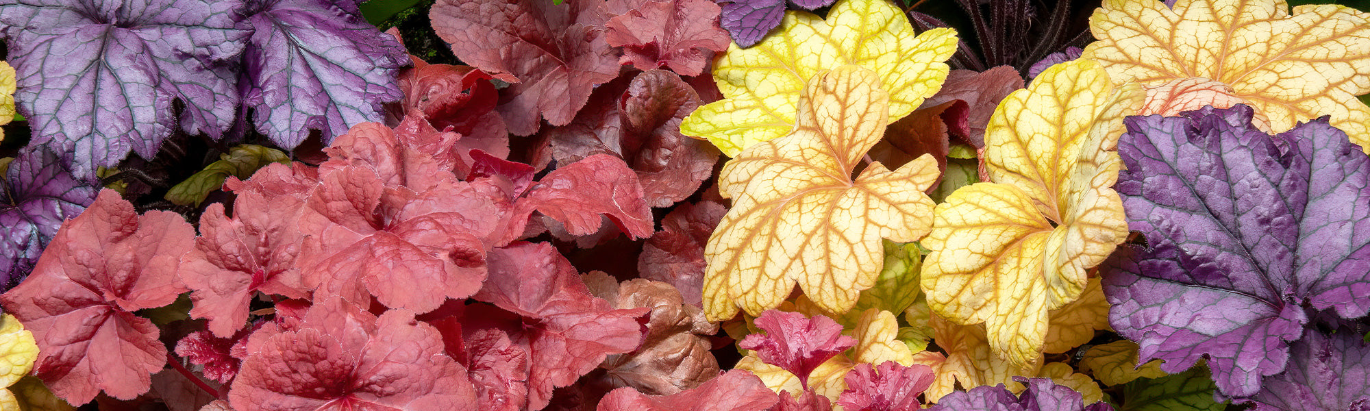 Amerikaanse zuring - Heuchera americana