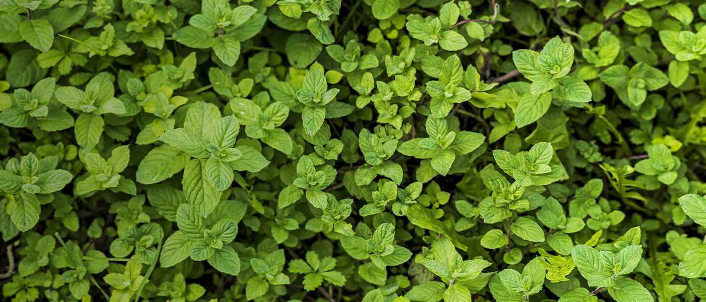 Aromatische Vaste Planten