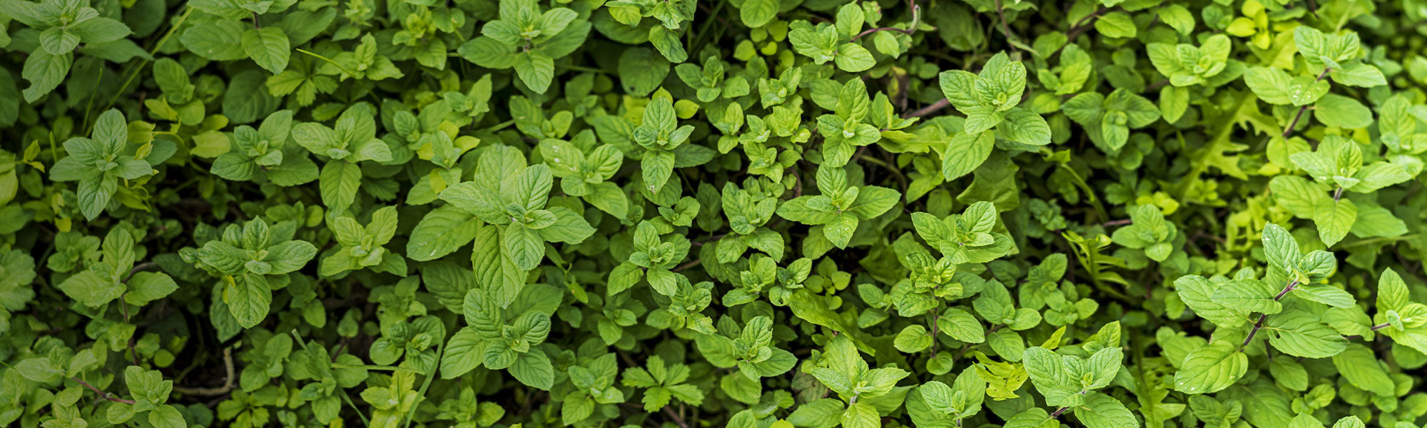 Aromatische Vaste Planten