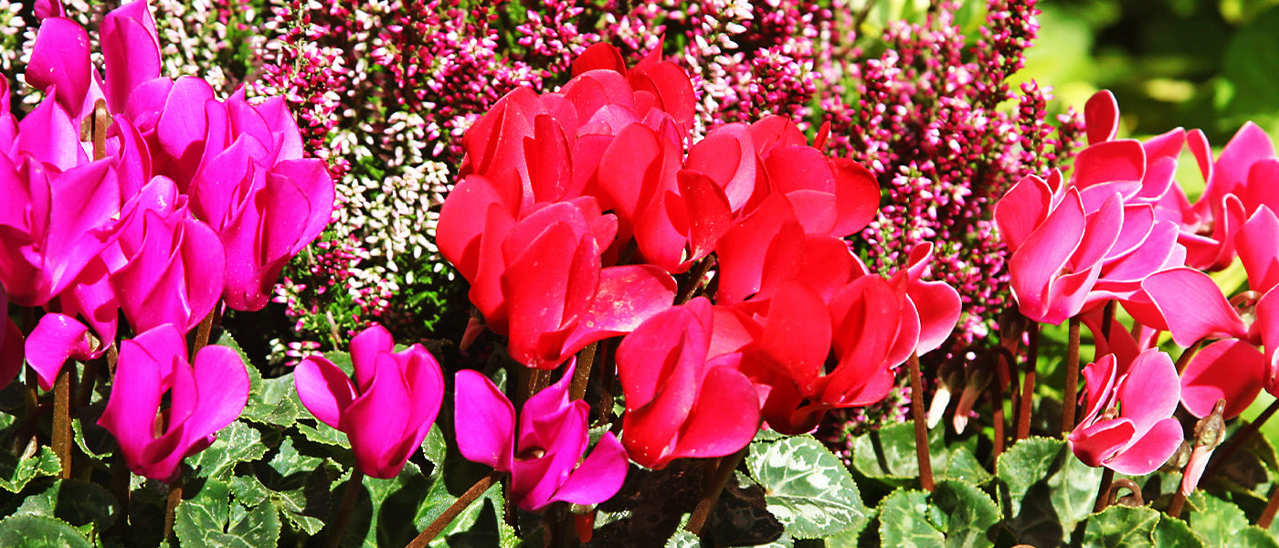 Afrikaanse Cyclaam - Cyclamen africanum