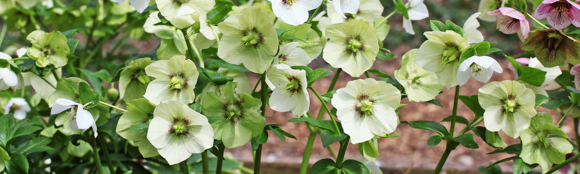 Groene nieskruid - Helleborus viridis