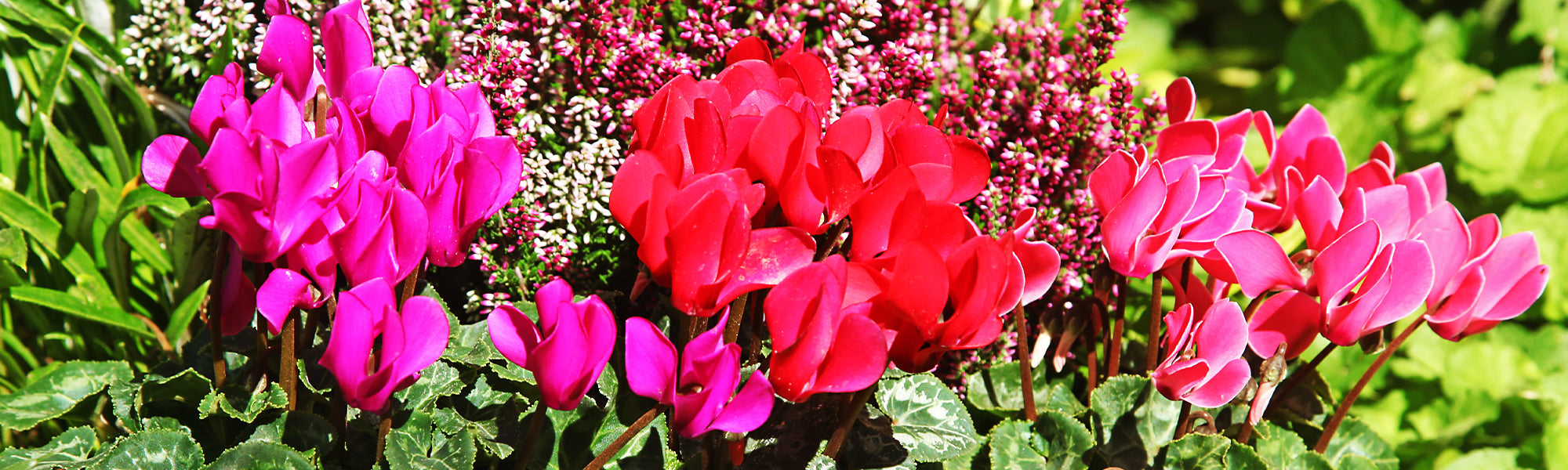 Perzische Cyclaam - Cyclamen persicum