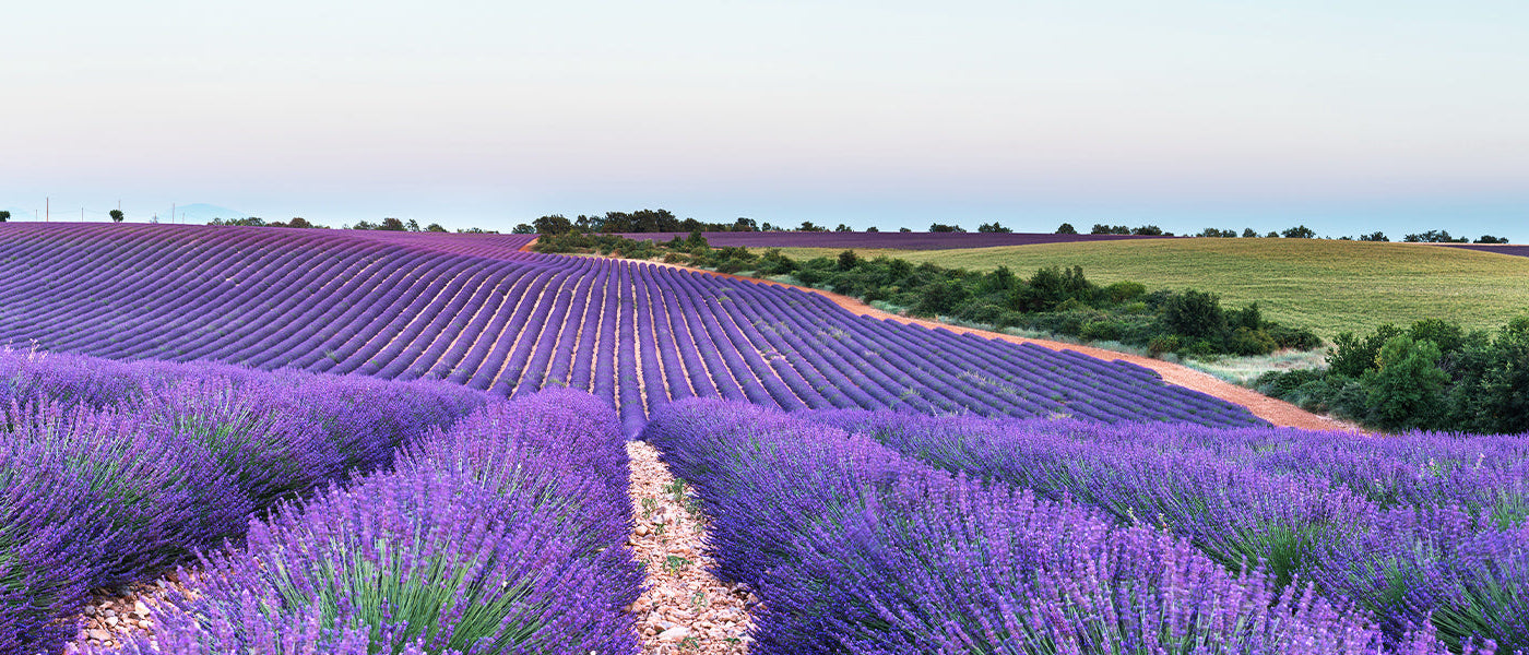 Kuiflavendel - Lavandula stoechas