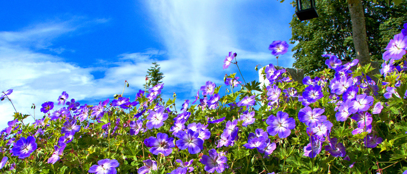 Vaste geraniums