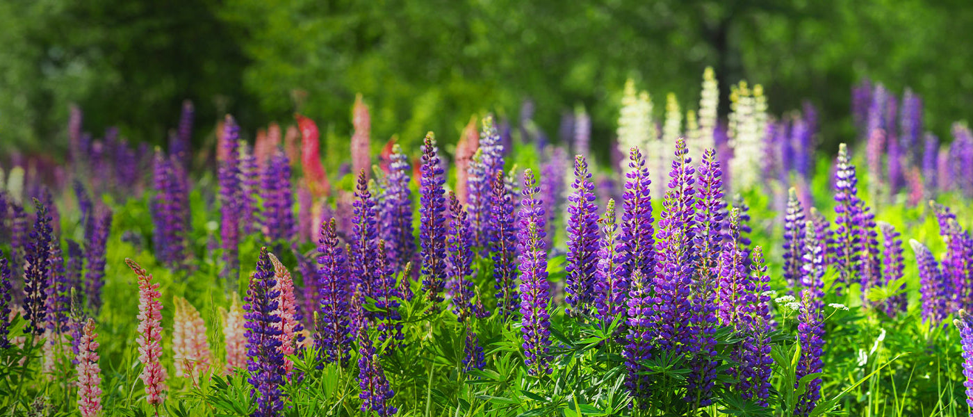 Vaste planten voor boeketten