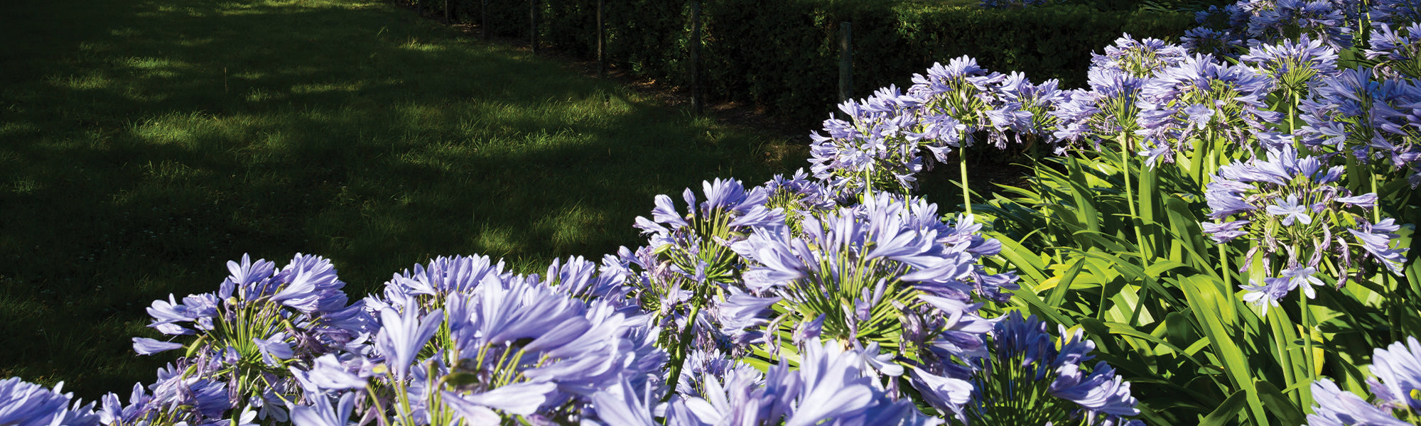 Stengelvormige kaapse lelie - Agapanthus caulescens