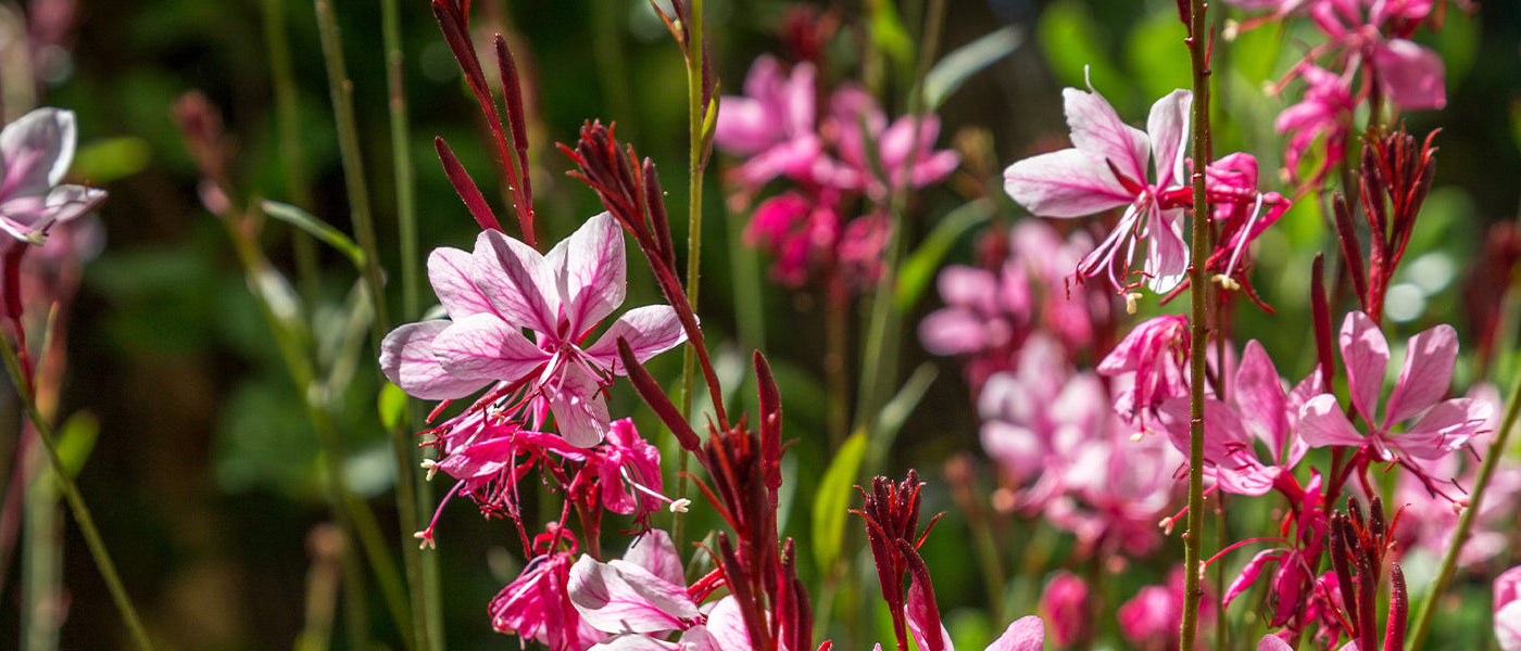 Prachtkaars - Gaura lindheimeri