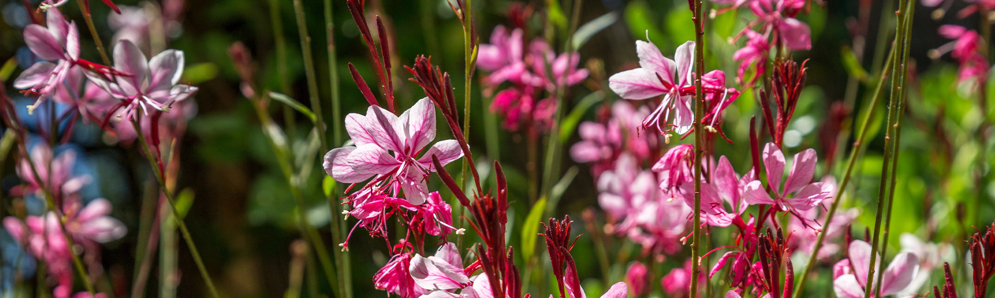 Prachtkaars - Gaura lindheimeri
