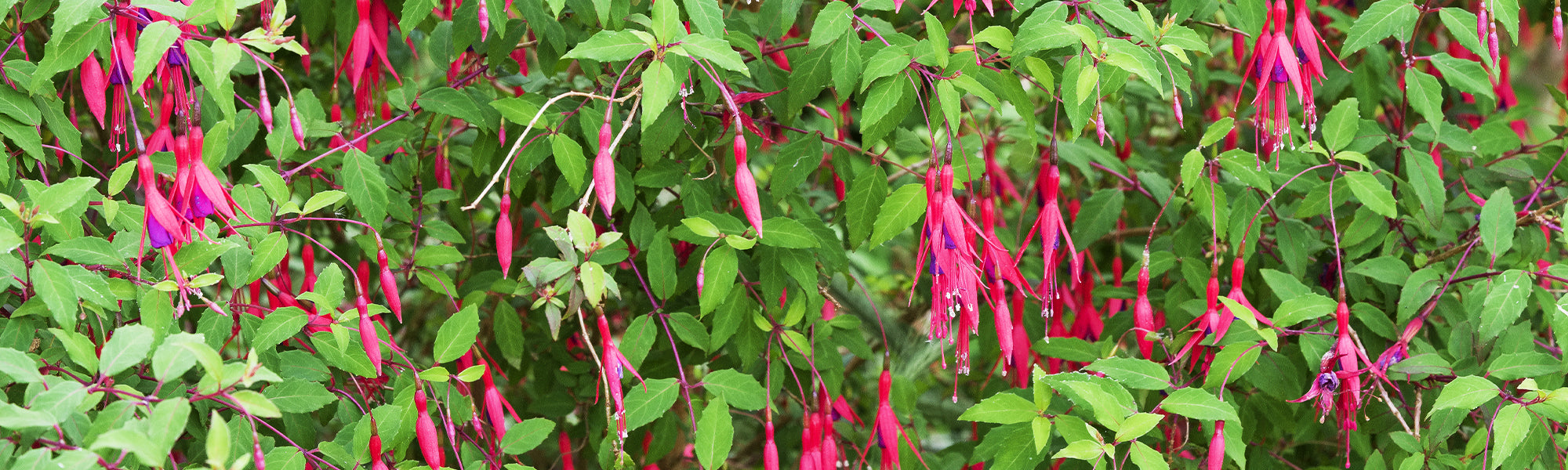 Drielobbige fuchsia - Fuchsia triphylla