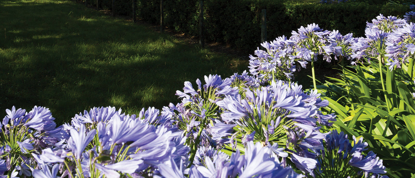 Afrikaanse kaapse lelie - Agapanthus africanus