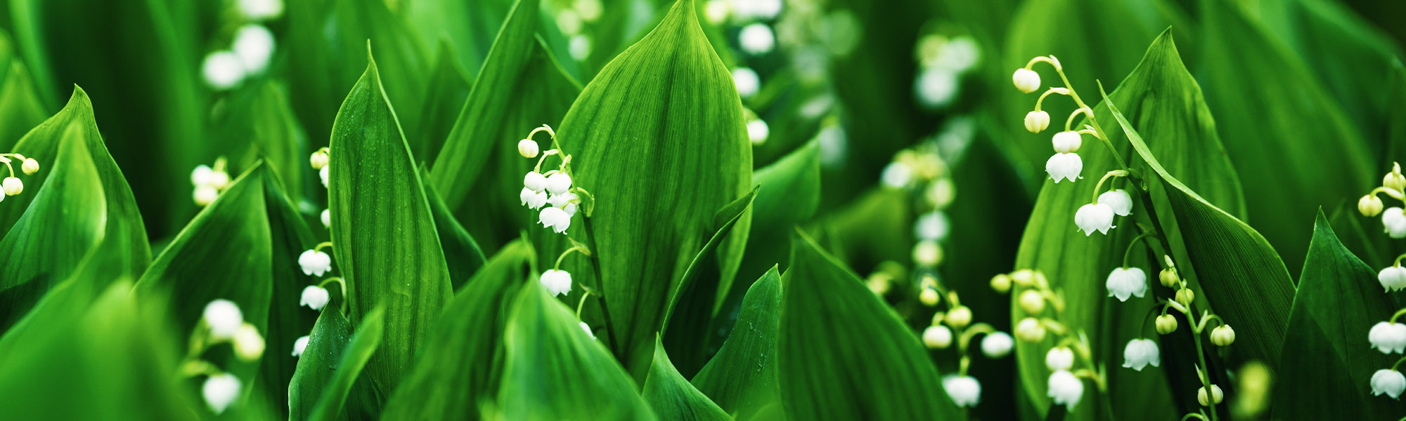Berglelietje-van-dalen - Convallaria montana