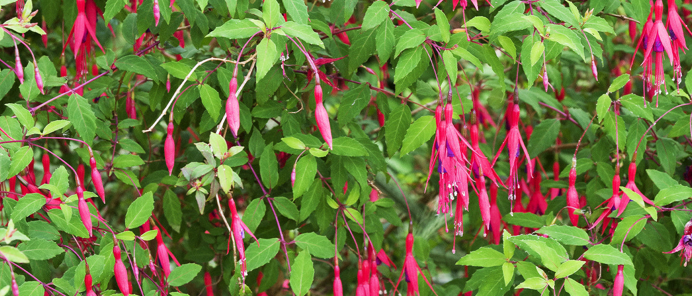 Fuchsia