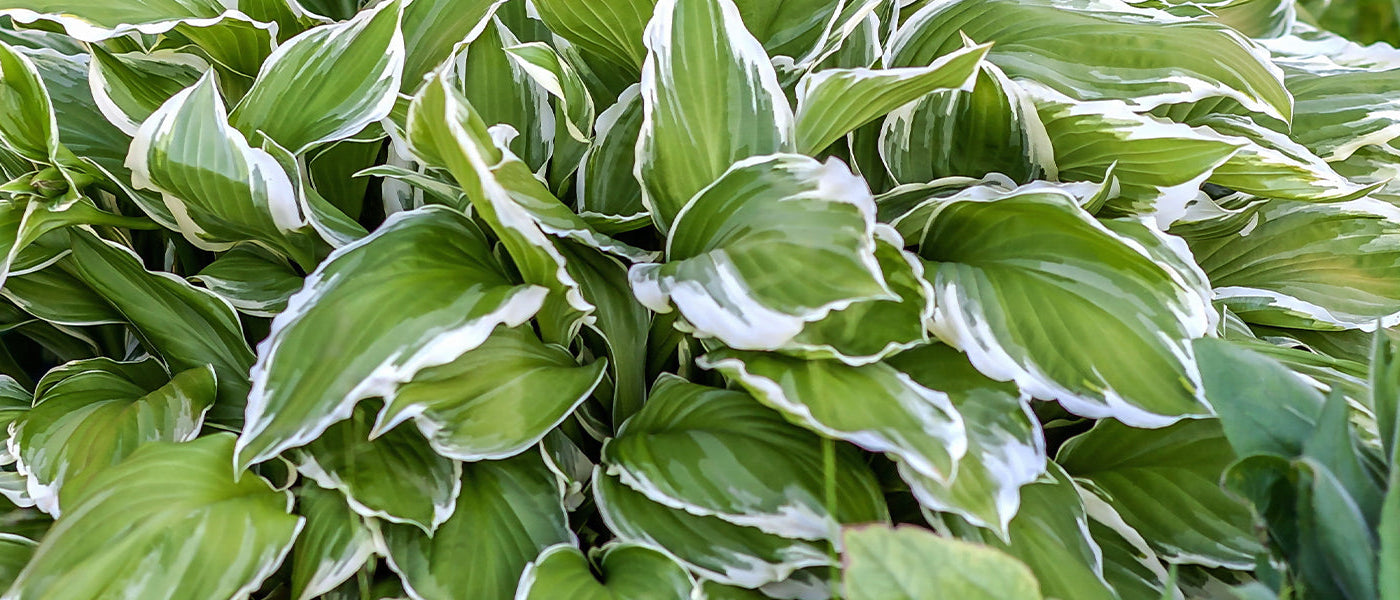 Hartbladige hosta - Hosta plantaginea