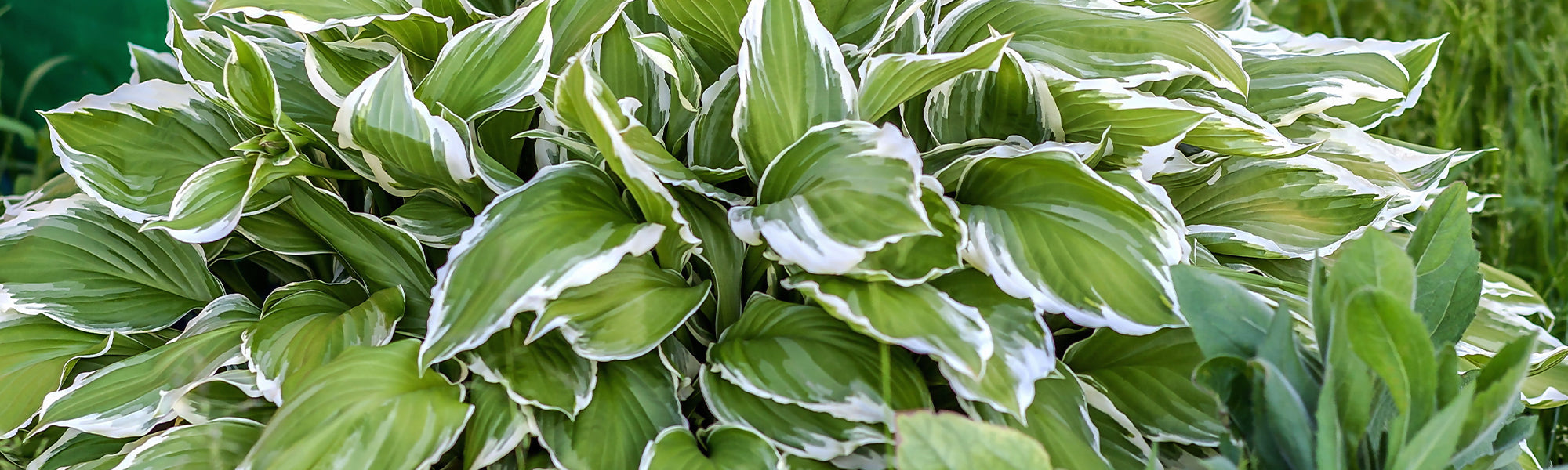 Hartbladige hosta - Hosta plantaginea