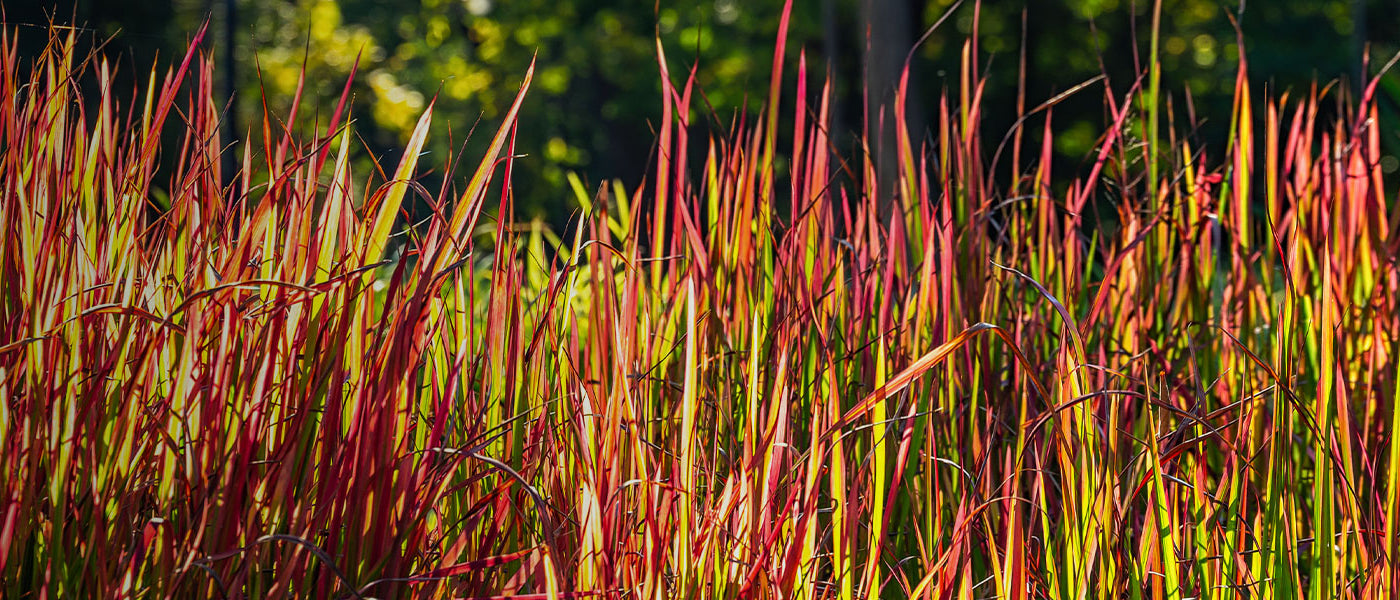 Luchtige vaste planten