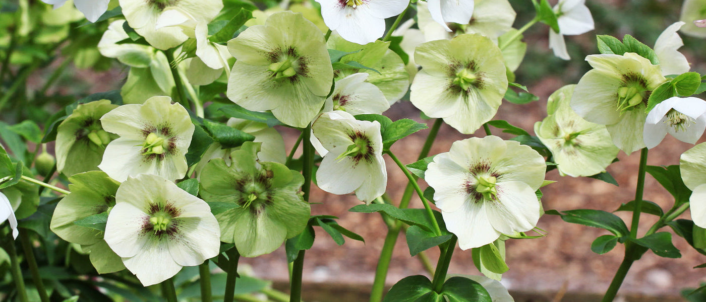 Helleborus