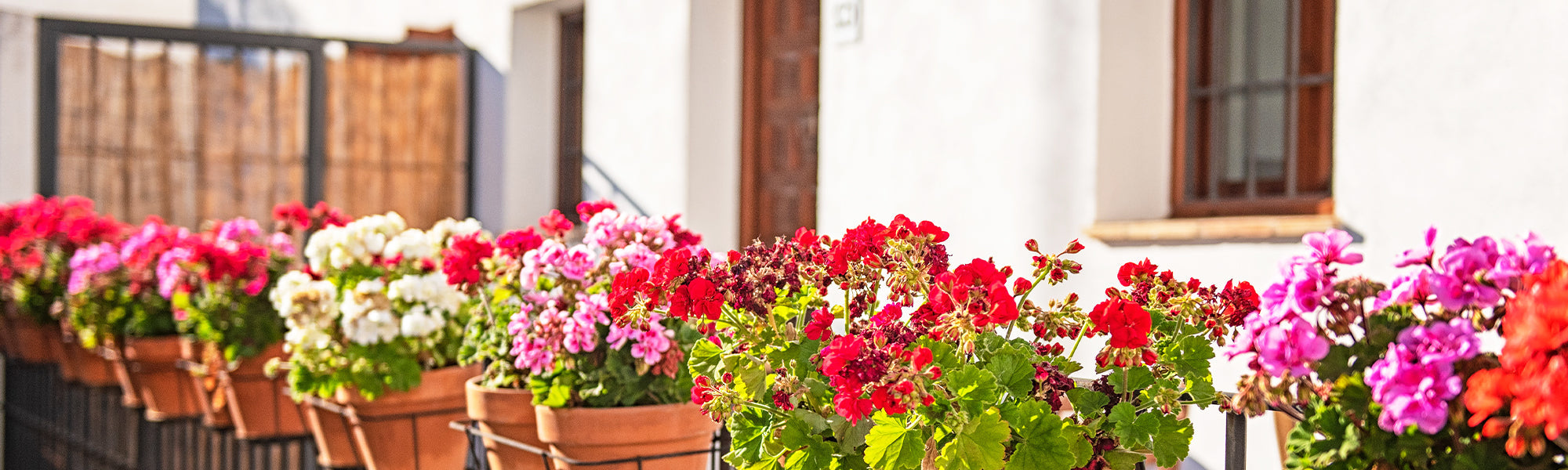 Geranium voor op het balkon