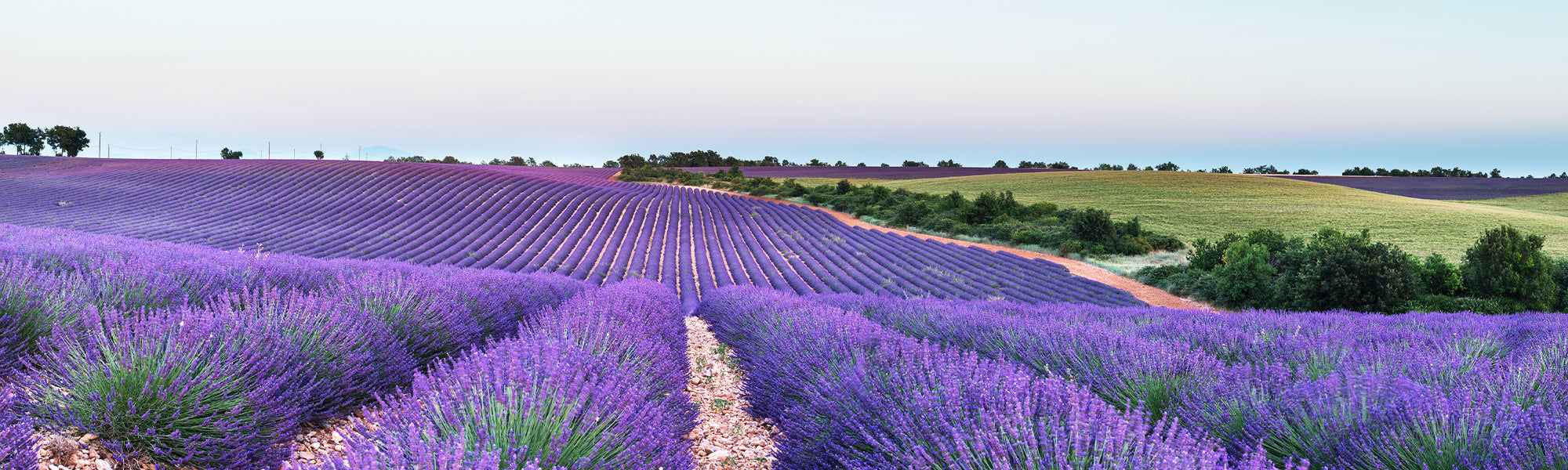 Wollige lavendel - Lavandula lanata
