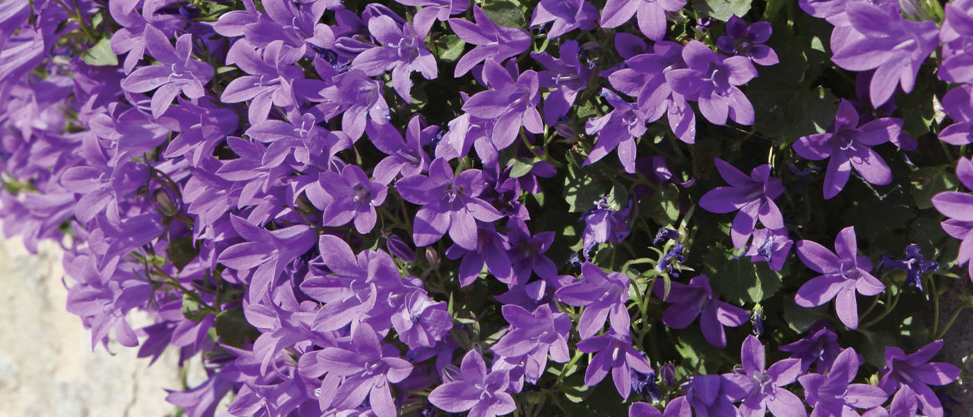 Grootbladig klokje - Campanula latifolia