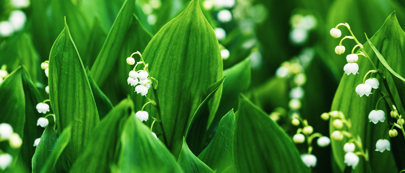 Grootbloemig lelietje-van-dalen - Convallaria majalis var. grandiflora