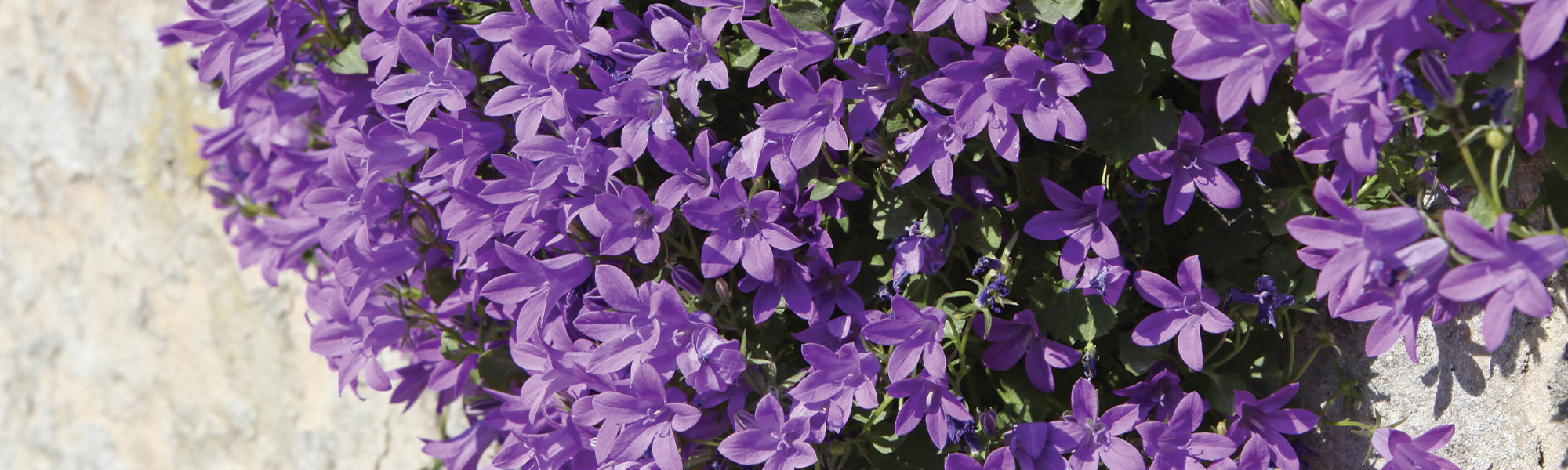Collectie Campanula