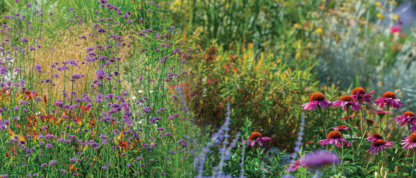 Brandende liefde - Lychnis chalcedonica