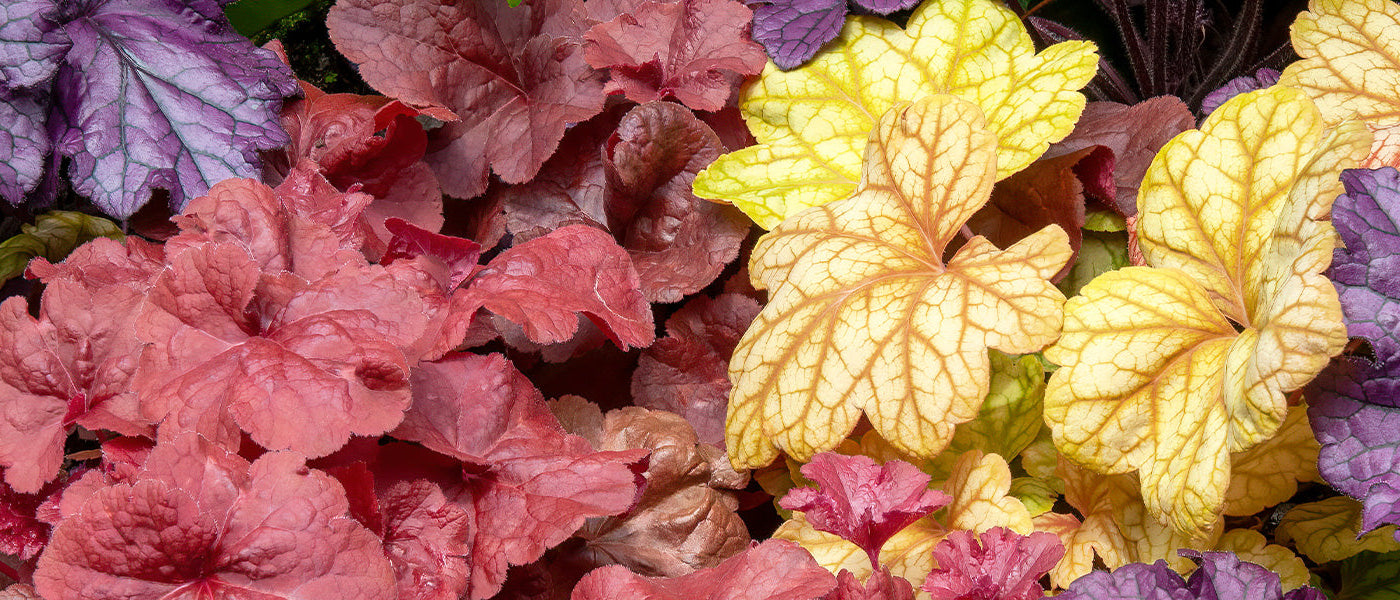 Heuchera's