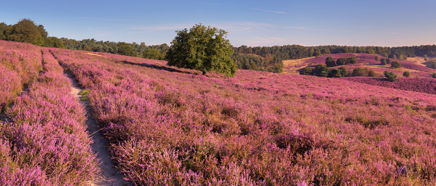 Australische heide - Erica australis
