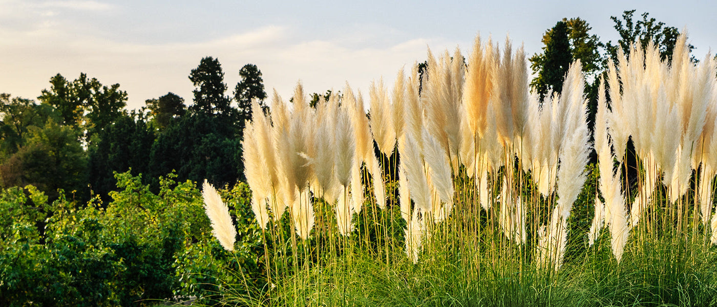 Polvormend beemdgras - Deschampsia caespitosa