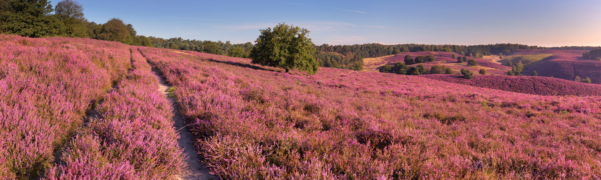 Zwerverheide - Erica vagans