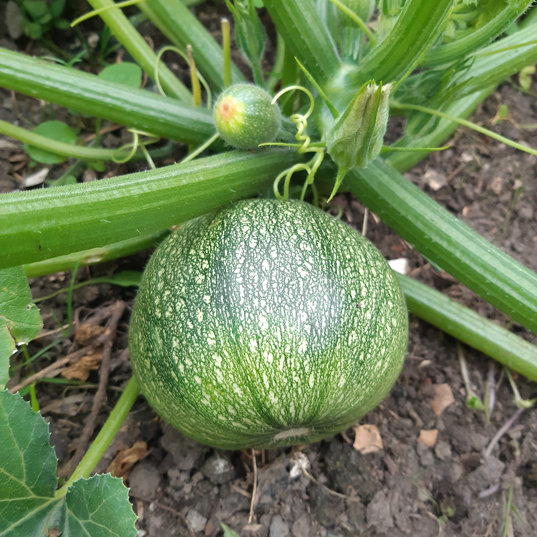 Ronde courgette
